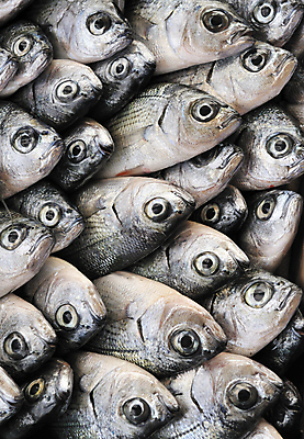 포토 JPG 해외이미지 음식 어류 사람없음 신선 시장 해산물 도미 크로아티아 다리찢기 해외202004 해외포토 유럽 모션 수중동물 파일형식 이미지허브