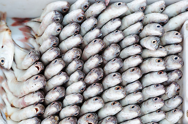 포토 JPG 해외이미지 동물 음식 바다 백그라운드 패턴 다이어트 재료 새우 건강 3 어류 요리 사람없음 빨간색 식당 얼음 저녁식사 흰색 신선 잡기 그룹 시장 고급 닫기 맛 은색 가난 해산물 오징어 유기농 날것 도미 소금 포트 자원 유지 매각 오메가 해외202004 해외포토 자연요소 웰빙 컬러 컨셉 무늬 모션 연체동물 갑각류 상점 식사 수중동물 파일형식 이미지허브