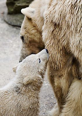 포토 JPG 해외이미지 동물 계절 야생동물 어린이 새끼 겨울 곰 포유류 포옹 자연 엄마 털 동물원 사람없음 야외 글로벌 머리 얼음 검은색 힘 침묵 젖음 추위 흰색 입 남극 북극 서리 육식동물 봉 사냥꾼 북쪽 멸종 서식지 패드 동물상 해외202004 해외포토 자연요소 직업 컬러 가족 안기 사람 신체부위 조형물 소리 극지방 방향 생태계 파일형식 이미지허브
