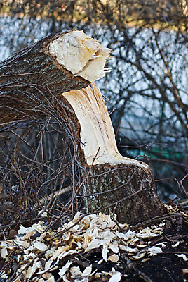 포토 JPG 해외이미지 나무 호수 조각 자연 표시 성공 사람없음 야외 목재 물 강 힘 개울 치아 습지 설치류 숲 댐 자르기 통나무 나무껍질 원뿔 잡동사니 토막 내추럴 노출 비버 수목 집게발 해외202004 해외포토 자연요소 도형 식물 동물 공공시설 컨셉 재료 모션 껍질 소화기관 생태계 파일형식 이미지허브