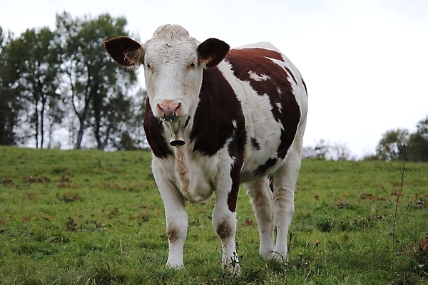 포토 JPG 해외이미지 동물 백그라운드 밭 농업 포유류 자연 하늘 영국 풍경 사람없음 야외 파란색 컬러풀 농장 갈색 검은색 가축 목장 우유 흰색 시골 소 군중 방목 황소 송아지 밭일 생태학 찰과상 해외202004 해외포토 교육 유럽 산업 새끼 컬러 유제품 사람 축산업 상처 생태계 파일형식 이미지허브