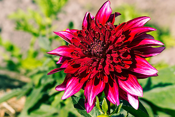 포토 JPG 해외이미지 식물 디자인 계절 꽃잎 꽃 행복 꽃다발 백그라운드 꽃무늬 오렌지 자연 선물 사람없음 빨간색 초록색 여름 파란색 빛 컬러풀 노란색 정원 보라색 봄 벚꽃 흰색 축하 신선 신용카드 개화 닫기 작음 4월 원예 내추럴 고립 해외202004 해외포토 감정 컬러 컨셉 무늬 과일 모션 취미 금융 날짜 크기 생태계 파일형식 이미지허브