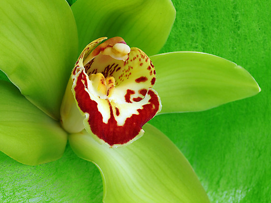 포토 JPG 해외이미지 식물 꽃잎 꽃 화초 줄기 꽃다발 백그라운드 꽃무늬 자연 동양인 사람없음 파란색 컬러풀 노란색 벚꽃 나뭇가지 개화 난초 열정 나방 내추럴 강렬 고립 단아함 이국적 해외202004 해외포토 나무 감정 컬러 곤충 무늬 인종 생태계 파일형식 이미지허브