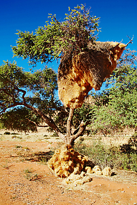 포토 JPG 해외이미지 나무 야생동물 모래 아프리카 자연 조류 하늘 건조 풍경 사람없음 파란색 노란색 환경 사막 황무지 둥지 사파리 아카시아 나미비아 식민지 칼라하리 해외202004 해외포토 식물 동물 나라 컬러 생태계 남아프리카 파일형식 이미지허브
