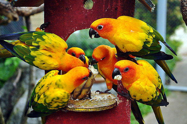 포토 JPG 해외이미지 동물 커플 행복 야생동물 백그라운드 오렌지 가족 자연 조류 하늘 사랑 풍경 사람없음 빨간색 초록색 반려동물 컬러풀 태양 노란색 검은색 미니어처 흰색 고리 그룹 황금 닫기 먹기 깃털 부리 앵무새 계산서 내추럴 이국적 유대감 해외202004 해외포토 자연요소 감정 컬러 과일 관계 모션 모형 생태계 파일형식 이미지허브