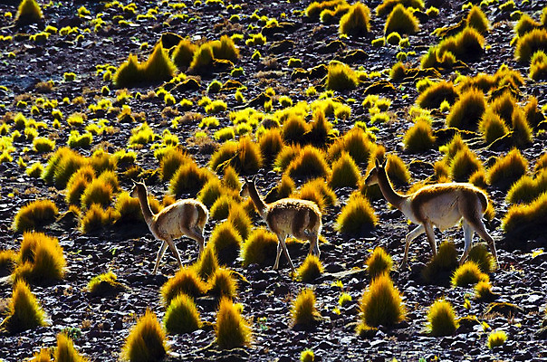 포토 JPG 해외이미지 동물 구름 공원 도로 호수 야생동물 오렌지 포유류 자연 사슴 산 건조 사람없음 초록색 햇빛 갈색 머리 미국 사막 황무지 수줍음 고도 남쪽 내추럴 양모 광 전국 해외202004 해외포토 자연요소 공공시설 감정 길 컬러 북아메리카 과일 교통시설 신체부위 태양 직물 방향 생태계 파일형식 이미지허브