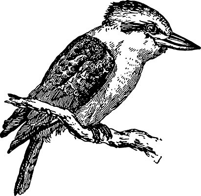 EPS 해외이미지 선 일러스트 미술 검은색 수확 흰색 호주 큼 그림 판화 물총새 해외202004 해외일러스트 컬러 농업 조류 문화예술 오세아니아 크기 파일형식 벡터 이미지허브