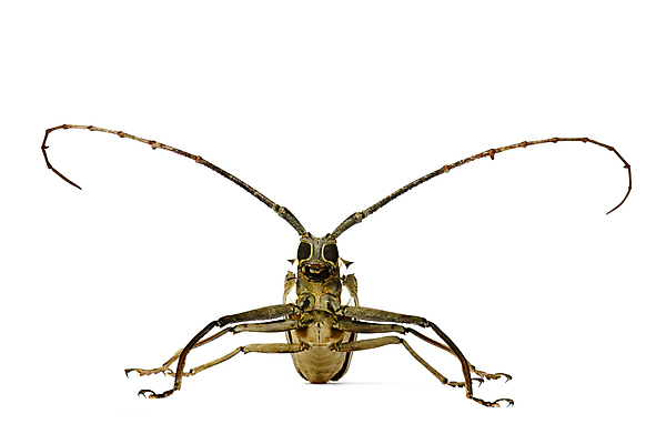 포토 JPG 해외이미지 동물 야생동물 곤충 절지류 날개 자연 열대 생물 동물원 사람없음 야외 벌레 숲 열대우림 딱정벌레 말레이시아 내추럴 동물상 삼림지대 해외202004 해외포토 아시아 조형물 생태계 파일형식 이미지허브