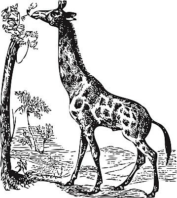 EPS 해외이미지 나무 동물 디자인 유럽 야생동물 패턴 일러스트 포유류 아프리카 자연 초식동물 뿔 미술 서기 세로 머리 검은색 수확 골동품 흰색 입 인쇄 큼 먹기 기린 사파리 그림 귀 목 판화 고립 옛날 반추동물 해외202004 해외일러스트 식물 나라 컬러 무늬 농업 모션 문화예술 신체부위 크기 생태계 파일형식 벡터 이미지허브