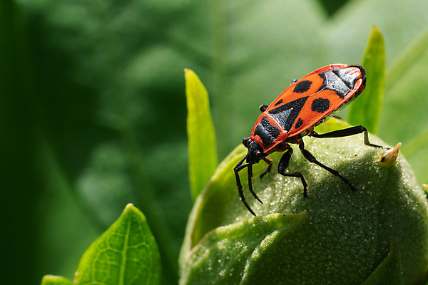 포토 JPG 해외이미지 식물 동물 야생동물 곤충 밭 자연 종류 사람없음 야외 농작물 정원 닫기 벌레 딱정벌레 원예 서식지 내추럴 동물상 해외202004 해외포토 농업 모션 취미 조형물 생태계 파일형식 이미지허브