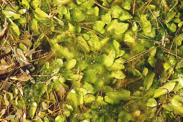 포토 JPG 해외이미지 식물 계절 잎 사람없음 초록색 물 봄 나뭇가지 연못 신선 수면 해조류 내추럴 썩음 해외202004 해외포토 자연요소 나무 컬러 해양식물 파일형식 이미지허브