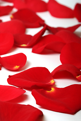 포토 JPG 해외이미지 식물 기념일 꽃잎 꽃 꽃다발 결혼 데이트 발렌타인데이 선물 사랑 사람없음 장식 빨간색 장미 흰색 신선 날짜 닫기 고립 페달 해외202004 해외포토 감정 컬러 모션 데이이벤트 이벤트 파일형식 이미지허브