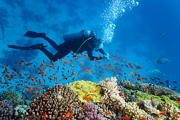 포토 JPG 해외이미지 식물 동물 야생동물 자연 이집트 어류 사람없음 물 수중 산호 잠수부 암초 동물상 소금물 해외202004 해외포토 자연요소 아프리카 조형물 수중동물 자포동물 전문직 생태계 파일형식 이미지허브