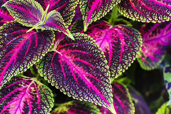 포토 JPG 해외이미지 식물 분홍색 잎 벽지 불꽃 사람없음 야외 장식 빨간색 초록색 컬러풀 노란색 환경 정원 활발 성장 그리기 닫기 묘사 원예 세련 해외202004 해외포토 컬러 컨셉 모션 불 취미 파일형식 이미지허브