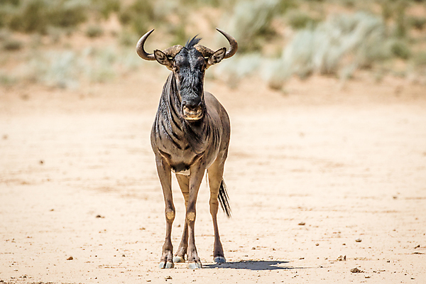 포토 JPG 해외이미지 동물 공원 야생동물 상징 여행 이동 포유류 아프리카 자연 초식동물 뿔 종류 사람없음 야외 파란색 여행객 환경 게임 황무지 보호 군중 사파리 영양 남쪽 내추럴 남아프리카 동물상 사바나 전국 해외202004 해외포토 공공시설 나라 컬러 컨셉 놀이 사람 조형물 방향 생태계 파일형식 이미지허브