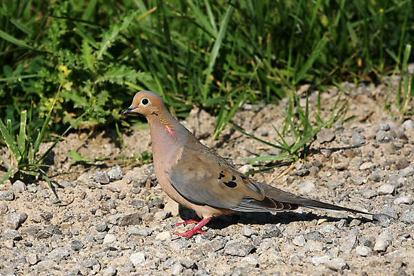 포토 JPG 해외이미지 나무 동물 1 야생동물 백그라운드 날개 자연 조류 아침 앉기 사람없음 야외 목재 울타리 평화 회색 나뭇가지 둥지 선탠 깃털 질감 비둘기 부리 애도 동물상 해외202004 해외포토 주간 식물 컬러 컨셉 재료 모션 담장 조형물 생태계 파일형식 이미지허브
