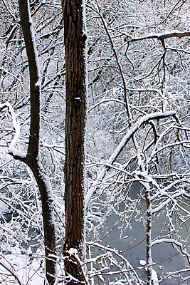 포토 JPG 해외이미지 공원 여행 백그라운드 겨울 자연 풍경 사람없음 야외 환경 얼음 미국 침묵 추위 덮개 흰색 황무지 숲 자르기 생태계 질감 장면 지역 폭풍 서식지 내추럴 생태학 눈내림 해외202004 해외포토 자연요소 계절 공공시설 교육 컬러 북아메리카 모션 날씨 눈_날씨 소리 뚜껑 파일형식 이미지허브