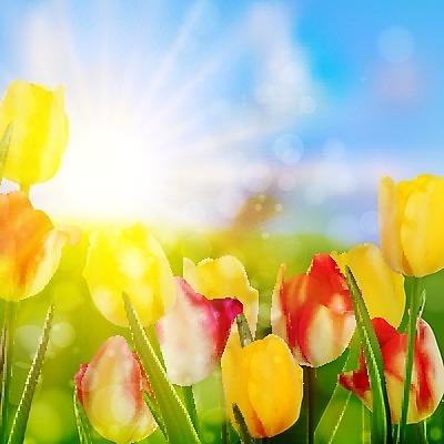 EPS 해외이미지 나무 식물 구름 계절 공원 꽃 백그라운드 잎 꽃무늬 일러스트 자연 하늘 산 파노라마 풍경 야외 목재 가로 초록색 물 여름 파란색 강 태양 환경 맑음 봄 나뭇가지 소나무 숲 만화 언덕 장면 공상 침엽수 전나무 내추럴 생태학 가문비나무 해외202004 해외일러스트 자연요소 공공시설 교육 컬러 무늬 재료 날씨 촬영기법 생태계 파일형식 벡터 이미지허브