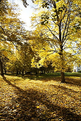 포토 JPG 해외이미지 나무 식물 구름 계절 도로 길 줄기 단풍 잎 밭 오렌지 자연 하늘 날씨 그림자 사람없음 야외 목재 빨간색 초록색 물 파란색 컬러풀 태양 반사 노란색 하이킹 가을 나뭇가지 시골 변화 황금 고독 은색 숲 공상 자작나무 땅바닥 해외202004 해외포토 자연요소 감정 컬러 컨셉 농업 과일 재료 교통시설 레저 바닥 생태계 파일형식 이미지허브
