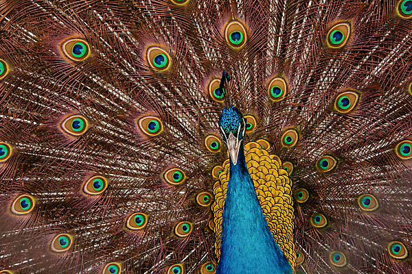 포토 JPG 해외이미지 동물 남자 야생동물 백그라운드 패턴 자연 조류 사람없음 장식 초록색 파란색 컬러풀 머리 활발 펼침 의식 우아함 공작 깃털 묘사 즐거움 질감 꼬리 부리 번짐 보여주기 동물상 터키석 해외202004 해외포토 감정 컬러 컨셉 무늬 모션 사람 신체부위 조형물 보석 생태계 파일형식 효과 이미지허브