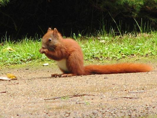 포토 JPG 해외이미지 나무 동물 야생동물 생물 털 사람없음 옆모습 갈색 경영자 다람쥐 내추럴 해외202004 해외포토 식물 뷰포인트 컬러 설치류 리더 파일형식 이미지허브