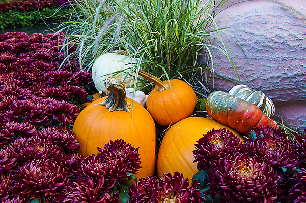 포토 JPG 해외이미지 식물 꽃 농업 채소 오렌지 호박 수박 사람없음 장식 초록색 농작물 농장 할로윈 수확 성장 가을 멜론 11월 유기농 10월 내추럴 조롱박 해외202004 해외포토 웰빙 계절 산업 컬러 과일 날짜 파일형식 이미지허브