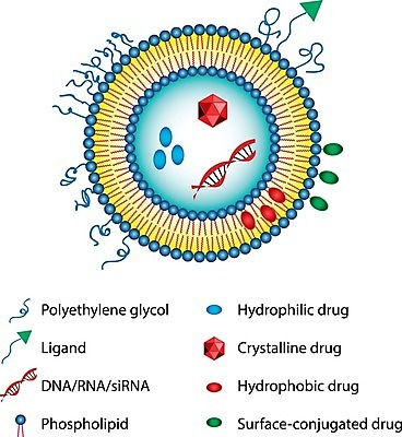 EPS 해외이미지 일러스트 해부 세포 약 DNA 시스템 층 단백질 오메가 해외202004 해외일러스트 의학 생명공학 영양소 파일형식 벡터 이미지허브