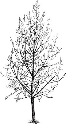 EPS 해외이미지 선 일러스트 미술 검은색 수확 흰색 그림 판화 설정 미루나무 해외202004 해외일러스트 나무 컬러 농업 문화예술 파일형식 벡터 이미지허브