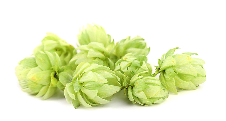 포토 JPG 해외이미지 실내 사람없음 여러개 흰배경 해외202004 홉 해외포토 식물 다수 백그라운드 내부 흰색 파일형식 이미지허브