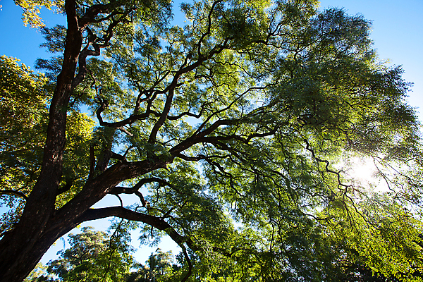 포토 JPG 해외이미지 나무 식물 꽃잎 꽃 도로 길 잎 꽃무늬 자연 거리 풍경 사람없음 야외 보라색 봄 활발 성장 벚꽃 나뭇가지 도시 개화 장면 남쪽 아르헨티나 10월 교외 많음 해외202004 해외포토 계절 컬러 컨셉 무늬 교통시설 날짜 남아메리카 방향 생태계 파일형식 이미지허브