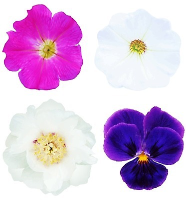 EPS 해외이미지 식물 꽃잎 꽃 백그라운드 꽃무늬 일러스트 프레임 사랑 여름 파란색 세트 한개 보라색 봄 흰색 신용카드 개화 제비꽃 오브젝트 흰배경 정사각형 고립 비올라 작약 어머니의날 피튜니아 해외202004 해외일러스트 도형 1 계절 기념일 감정 컬러 무늬 금융 미국문화 파일형식 벡터 찰현악기 이미지허브