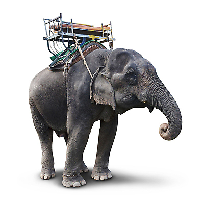 포토 JPG 해외이미지 동물 아시아 야생동물 여행 포유류 태국 자연 코끼리 서기 사람없음 가로 여행객 사파리 동쪽 해외202004 해외포토 나라 모션 사람 방향 생태계 파일형식 이미지허브