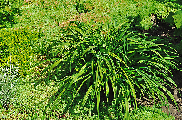 포토 JPG 해외이미지 식물 공원 꽃 백그라운드 잎 농업 자연 씨앗 풍경 잔디 사람없음 야외 장식 초록색 여름 컬러풀 환경 정원 맑음 바위 시골 신선 개화 우아함 배열 냄새 해외202004 해외포토 계절 공공시설 산업 컬러 컨셉 날씨 돌_바위 생태계 파일형식 이미지허브