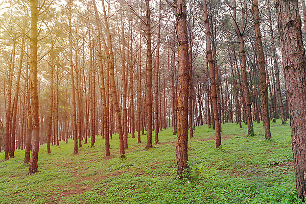포토 JPG 해외이미지 나무 식물 선 여행 잎 자연 그림자 이끼 풍경 사람없음 야외 초록색 햇빛 노란색 환경 활발 젖음 성장 나뭇가지 소나무 비교 그룹 숲 큼 오브젝트 각도 통나무 침엽수 전나무 자작나무 깊이 수목 썩음 줄서기 해외202004 해외포토 컬러 컨셉 모션 태양 크기 생태계 파일형식 이미지허브