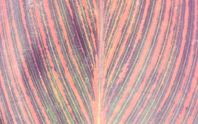 포토 JPG 해외이미지 디자인 백그라운드 잎 패턴 벽지 사람없음 컬러풀 질감 해외202004 해외포토 식물 컬러 무늬 파일형식 이미지허브