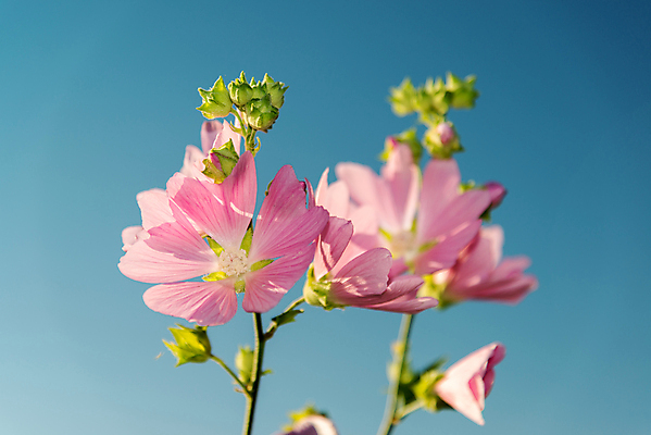 포토 JPG 해외이미지 식물 계절 꽃잎 꽃 줄기 분홍색 잎 밭 자연 하늘 바람 잔디 사람없음 야외 초록색 파란색 햇빛 장미 보라색 침묵 활발 들꽃 벚꽃 개화 닫기 숲 허브 흔들림 아욱 해외202004 해외포토 자연요소 컬러 컨셉 농업 모션 날씨 태양 소리 생태계 파일형식 이미지허브