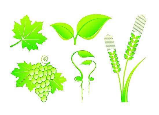 EPS 해외이미지 모양 식물 디자인 꽃 실루엣 음식 백그라운드 컨셉 단풍 잎 꽃무늬 과일 일러스트 자연 포도 추상 건강 옥수수 미술 그래픽 초록색 여름 세트 새싹 환경 정원 웹 회색 흰색 나뭇가지 신선 발사 수집 먹기 심볼 오브젝트 사인 에코 유기농 포도나무 내추럴 고립 생태학 엘리먼트 해외202004 해외일러스트 나무 웰빙 계절 교육 컬러 무늬 인터넷 모션 문화예술 곡류 촬영기법 과일나무 생태계 파일형식 벡터 이미지허브
