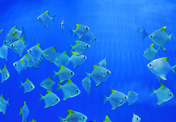 포토 JPG 해외이미지 동물 야생동물 바다 섬 여행 백그라운드 학교 자연 휴가 바닥 이집트 어류 풍경 사람없음 빨간색 물 파란색 컬러풀 노란색 환경 바닷속 수중 스노클링 산호 아래 암초 수족관 내추럴 깊이 소금물 이국적 해외202004 해외포토 자연요소 교육 컬러 아프리카 수중동물 수상스포츠 자포동물 방향 생태계 위치 파일형식 이미지허브