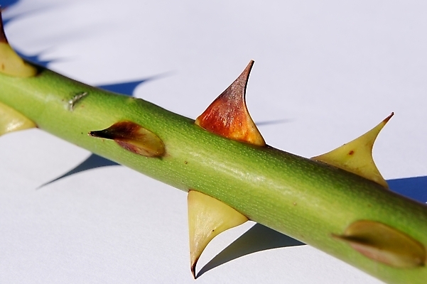 포토 JPG 해외이미지 식물 줄기 자연 사람없음 야외 빨간색 초록색 장미 정원 성장 흰색 나뭇가지 가시 보호 이슬 척추 묘사 날카로움 내추럴 해외202004 해외포토 나무 꽃 컬러 컨셉 뼈 생태계 파일형식 이미지허브