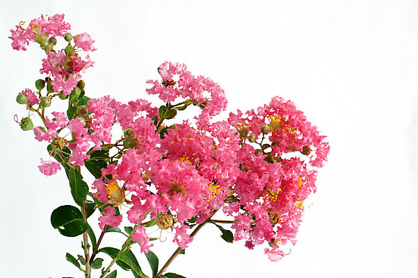 포토 JPG 해외이미지 공원 꽃 분홍색 백그라운드 자연 사람없음 초록색 환경 정원 흰색 개화 가득함 원예 생태학 해외202004 해외포토 식물 공공시설 교육 컬러 취미 생태계 파일형식 이미지허브