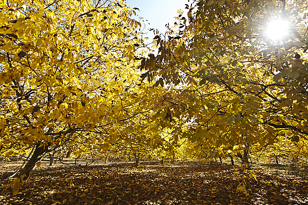 포토 JPG 해외이미지 나무 식물 오렌지 자연 풍경 사람없음 야외 가로 빨간색 햇빛 노란색 환경 새벽 안개 가을 변화 숲 10월 해외202004 해외포토 자연요소 계절 컬러 컨셉 과일 날씨 태양 날짜 생태계 파일형식 이미지허브