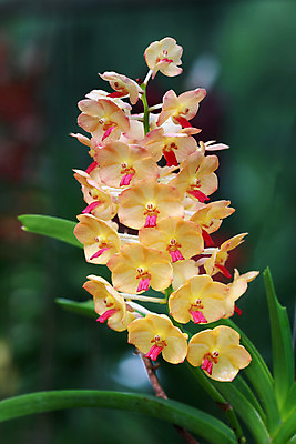 포토 JPG 해외이미지 식물 꽃잎 꽃 꽃무늬 오렌지 태국 자연 사람없음 초록색 컬러풀 활발 벚꽃 신선 그룹 난초 부드러움 호접란 내추럴 해외202004 해외포토 아시아 컬러 컨셉 무늬 과일 감각 생태계 파일형식 이미지허브