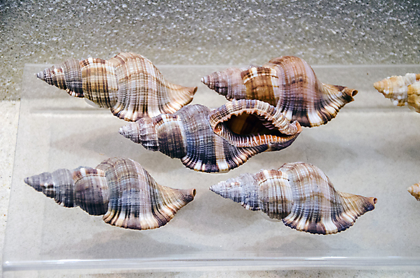 포토 JPG 해외이미지 동물 전통 디자인 옷 별 음식 모래 파도 바다 백그라운드 컨셉 패턴 바지 자연 표면 휴가 조개 불가사리 파노라마 종류 미술 사람없음 야외 장식 물 파란색 컬러풀 유행 환경 어둠 여러개 껍질 흰색 직물 도시 면 혼합 남색 수집 묘사 질감 땀 캔버스 가리비 섬유 내추럴 그런지 옛날 스타일 많음 해외202004 해외포토 자연요소 컬러 다수 무늬 하의 문화예술 어패류 극피동물 촬영기법 생태계 파일형식 이미지허브