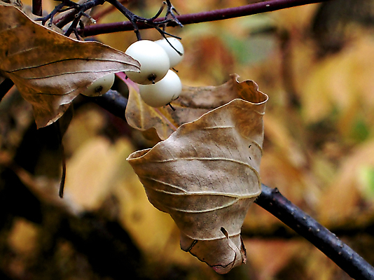 포토 JPG 해외이미지 나무 식물 디자인 계절 열매 줄기 백그라운드 과일 자연 날씨 휴가 휴식 건강 사람없음 야외 목재 장식 태양 평화 정원 얼음 추위 가을 흰색 나뭇가지 숲 시원함 리빙 해외202004 해외포토 자연요소 컬러 컨셉 재료 생태계 파일형식 이미지허브