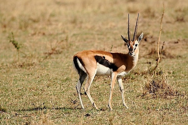 포토 JPG 해외이미지 동물 한마리 응시 야생동물 새끼 포유류 아프리카 자연 뿔 서기 사람없음 야외 옆모습 가로 초록색 갈색 일몰 황무지 고독 사파리 영양 케냐 노려봄 가젤 보호구역 사바나 초식 탄자니아 평야 해외202004 해외포토 1 시선 감정 나라 뷰포인트 컬러 모션 표정 노을 생태계 구역 파일형식 이미지허브