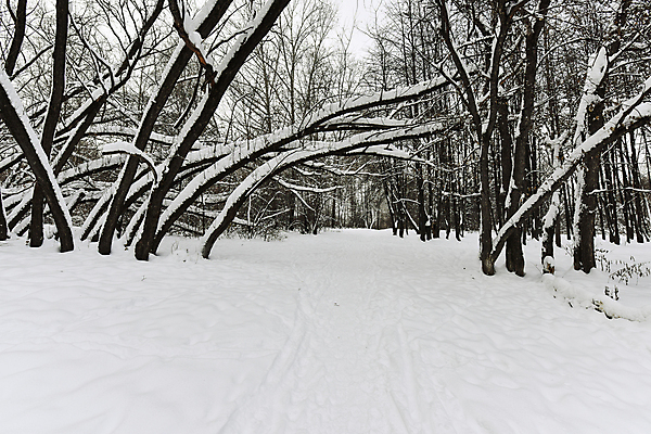 포토 JPG 해외이미지 나무 계절 공원 여행 백그라운드 겨울 자연 하늘 날씨 새로움 풍경 사람없음 야외 목재 냉동 얼음 검은색 추위 흰색 나뭇가지 시골 황무지 숲 연도 서리 러시아 장면 지역 내추럴 방법 눈내림 해외202004 해외포토 자연요소 식물 공공시설 유럽 컬러 컨셉 재료 눈_날씨 생태계 파일형식 이미지허브