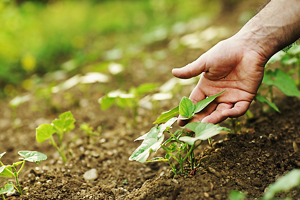 포토 JPG 해외이미지 식물 백인 손 자연 관리 사람없음 아웃포커스 초록색 컬러풀 잡기 보호 원예 심기 해외202004 해외포토 서양인 컬러 컨셉 모션 촬영기법 취미 신체부위 생태계 파일형식 이미지허브