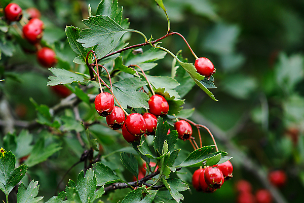 포토 JPG 해외이미지 나무 식물 배너 계절 열매 음식 백그라운드 잎 과일 재료 자연 건강 사람없음 야외 목재 빨간색 초록색 정원 가을 물방울 나뭇가지 신선 숲 다발 허브 유기농 날것 내추럴 숙성 해외202004 해외포토 웰빙 컬러 생태계 파일형식 이미지허브