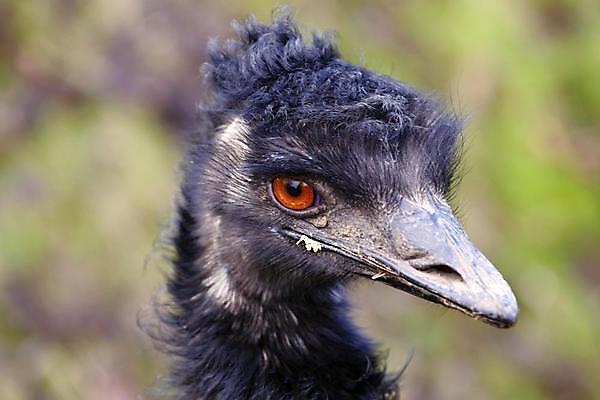 포토 JPG 해외이미지 동물 응시 야생동물 자연 조류 동물원 사람없음 야외 갈색 머리 호주 큼 깃털 묘사 호기심 부리 목 타조 해외202004 해외포토 시선 감정 컬러 컨셉 신체부위 오세아니아 크기 생태계 파일형식 이미지허브