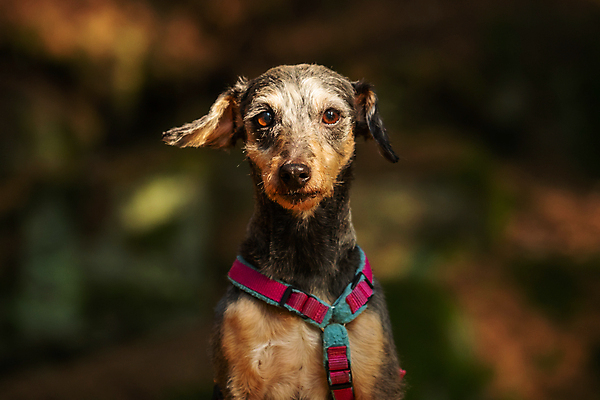 포토 JPG 해외이미지 동물 응시 공원 행복 장난 포유류 가족 자연 털 사람없음 야외 초록색 반려동물 우정 개 달콤 만족 코 송곳니 내추럴 기르기 복종 신앙심 해외202004 해외포토 시선 공공시설 감정 컬러 관계 신체부위 친구 맛 치아 생태계 돌봄 파일형식 이미지허브